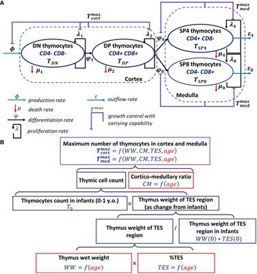 An integrative mechanistic model of thymocyte dynamics